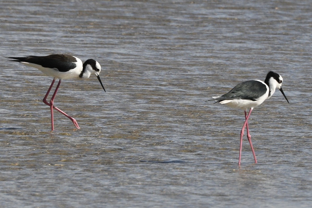 Black-necked Stilt - ML647061018