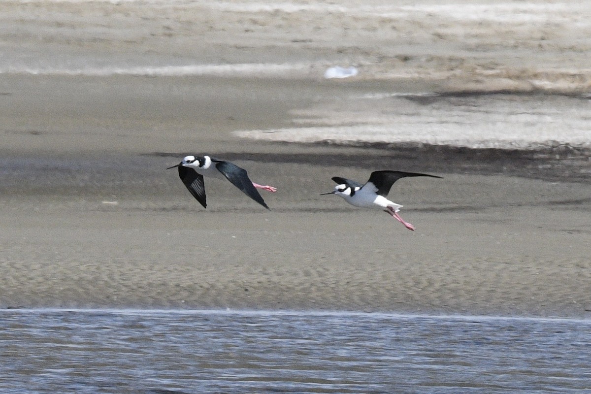 Black-necked Stilt - ML647061019