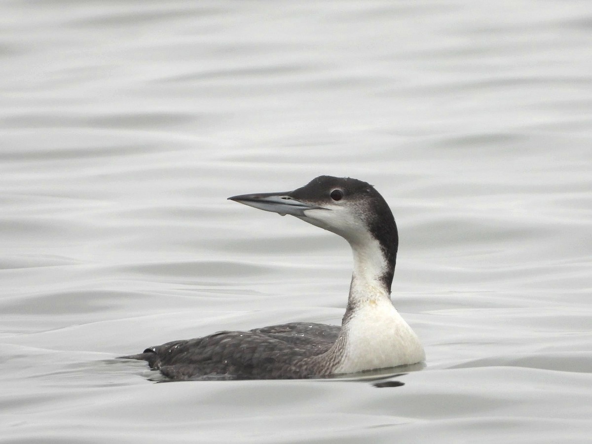 Common Loon - ML647061024