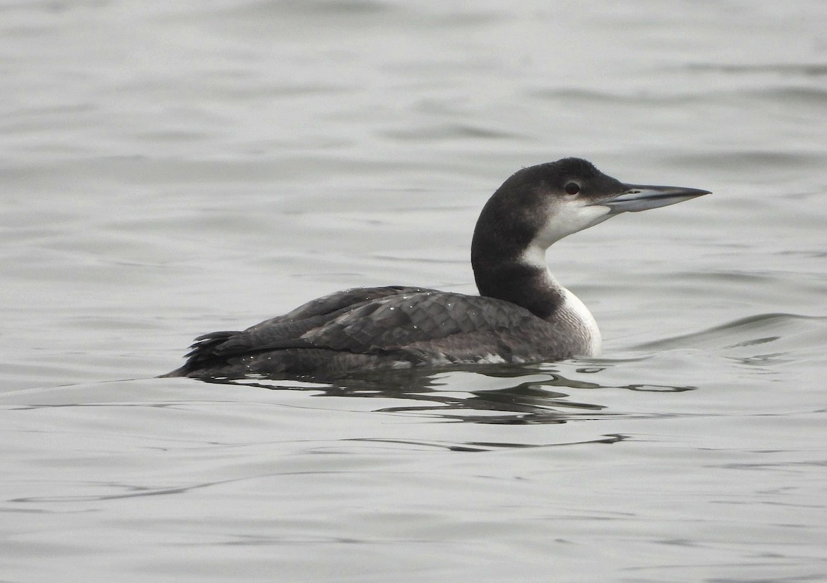 Common Loon - ML647061030