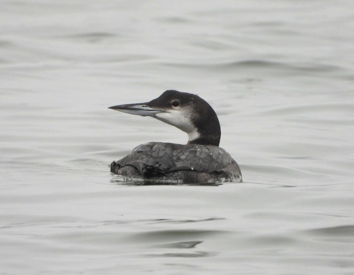 Common Loon - ML647061032