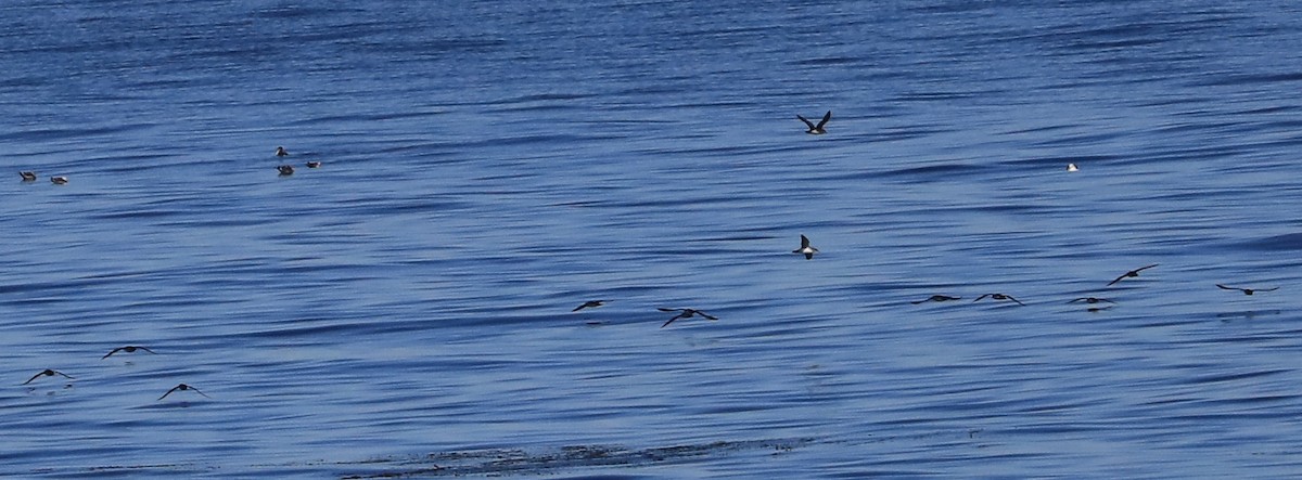 Pardela Culinegra - ML647061033