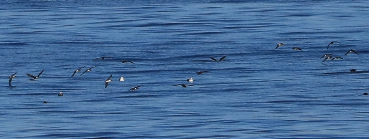 Pardela Culinegra - ML647061034