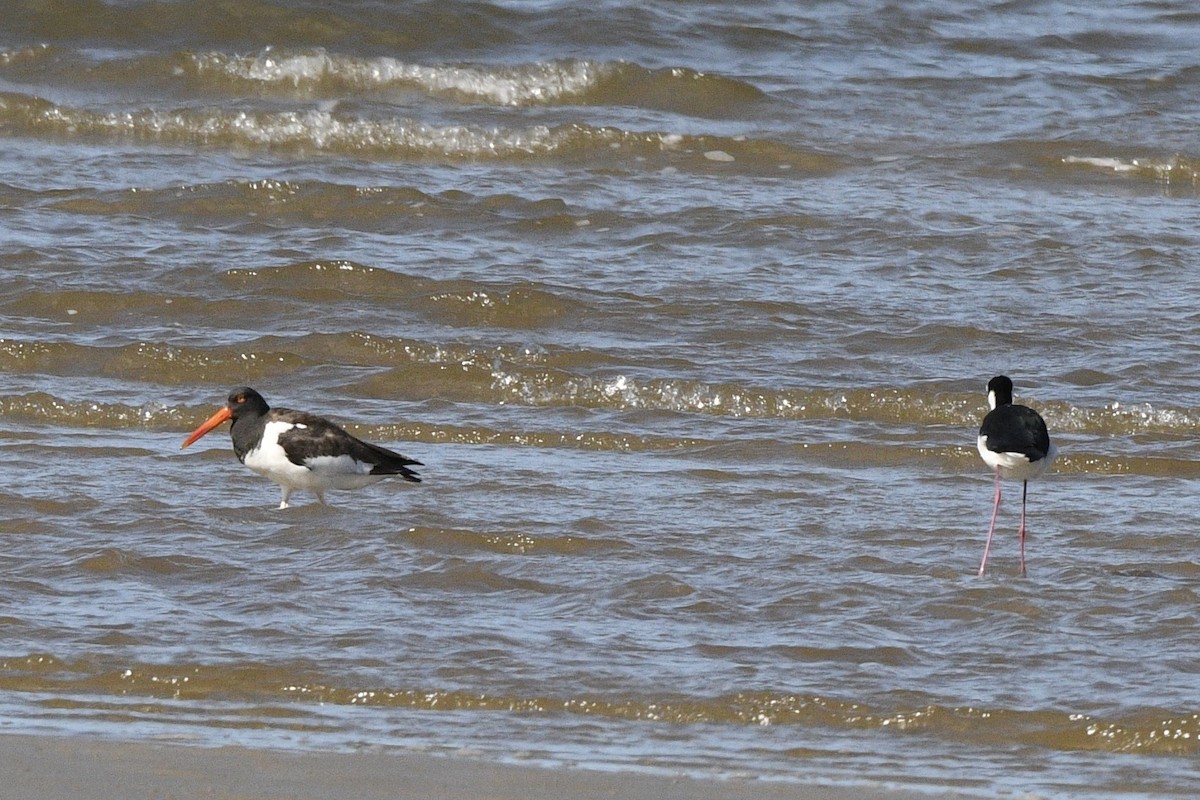 American Oystercatcher - ML647061047