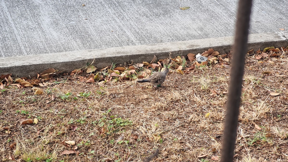 holoubek mexický - ML647061058