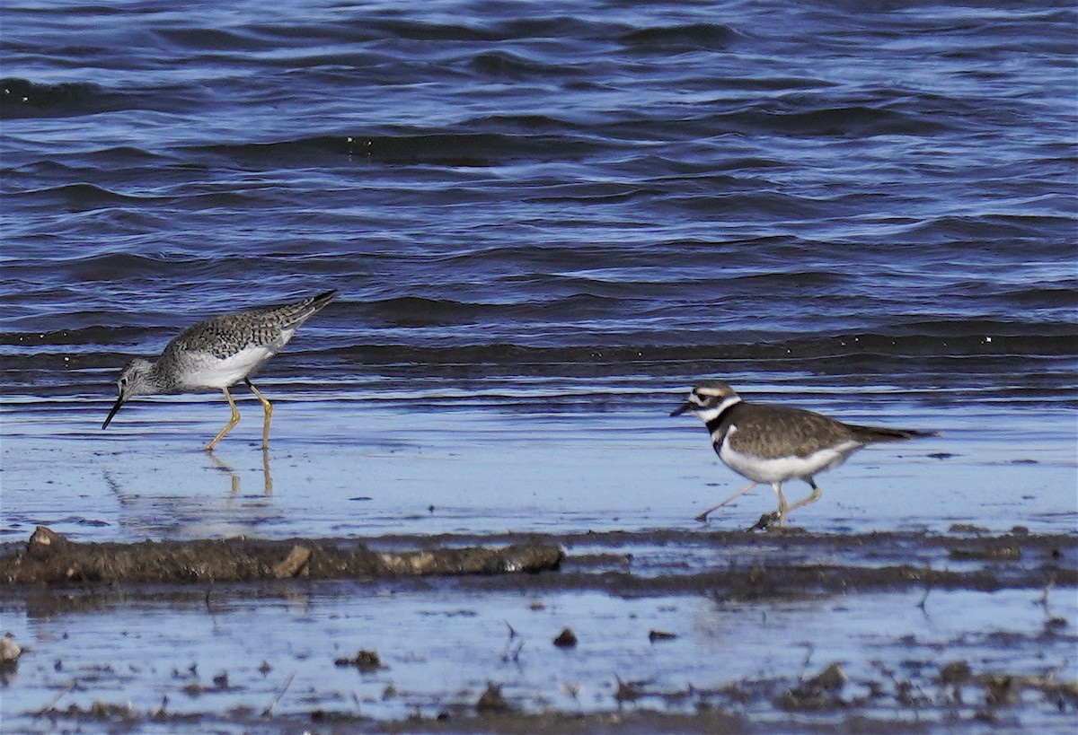 Lesser Yellowlegs - ML647061059
