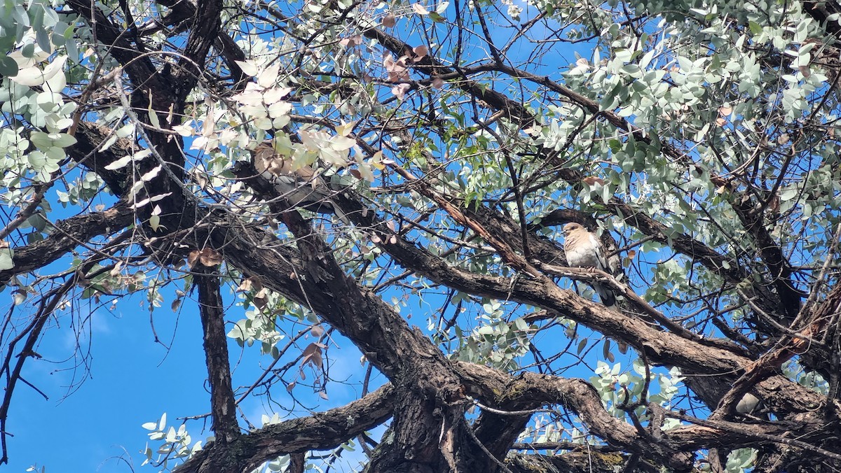 White-winged Dove - ML647061068