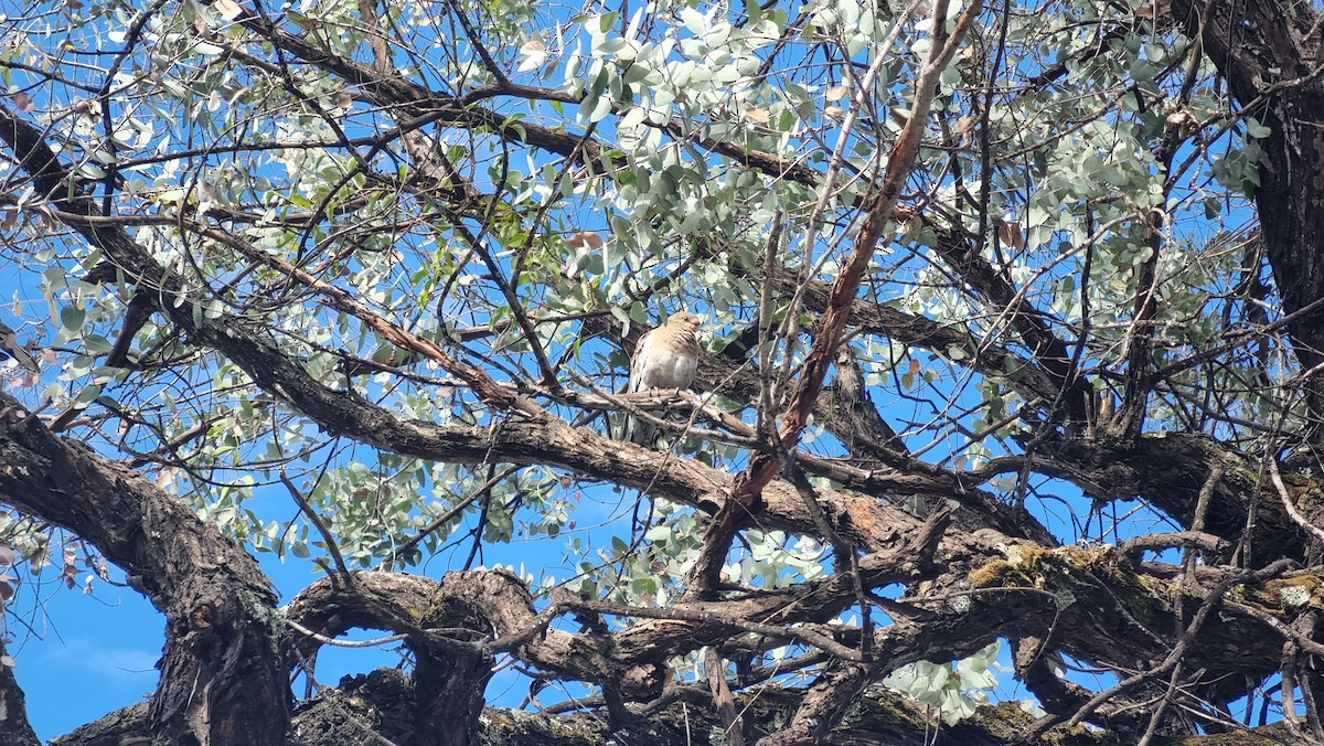 White-winged Dove - ML647061069