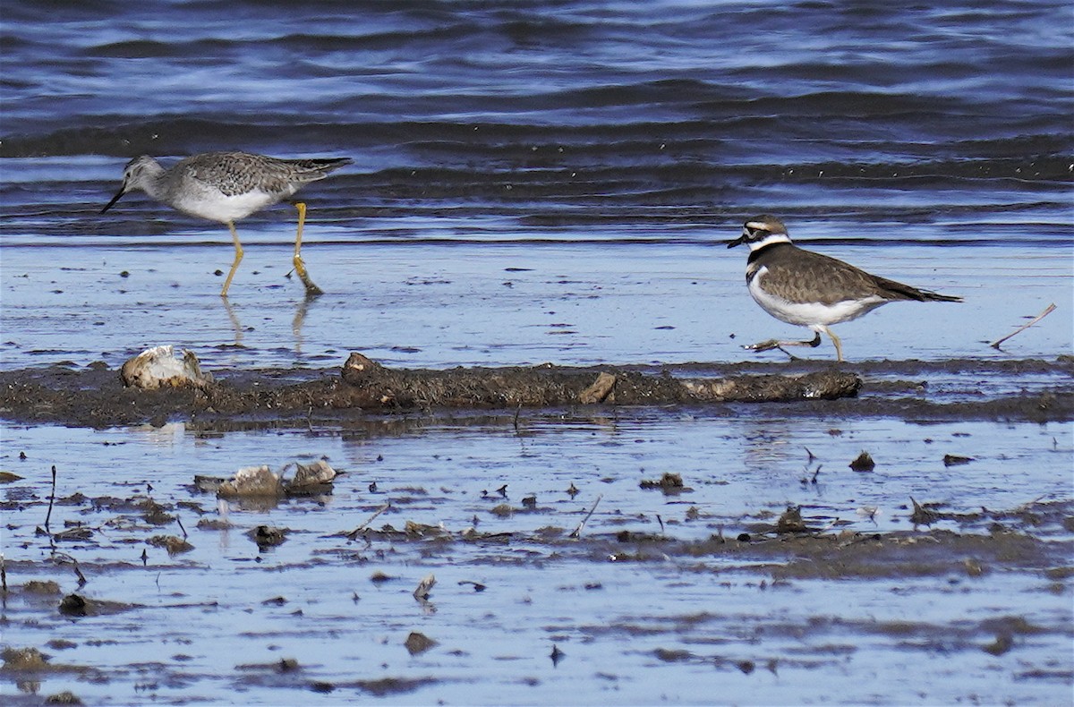 Lesser Yellowlegs - ML647061070