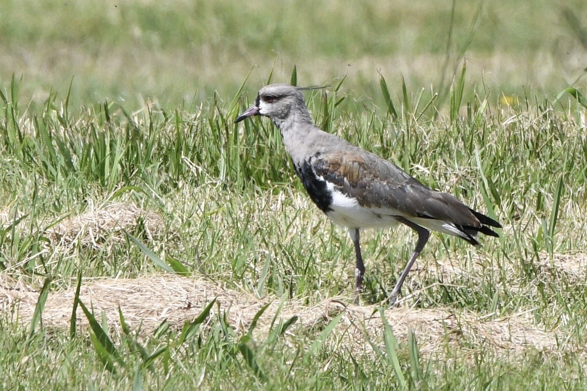 Southern Lapwing - ML647061071