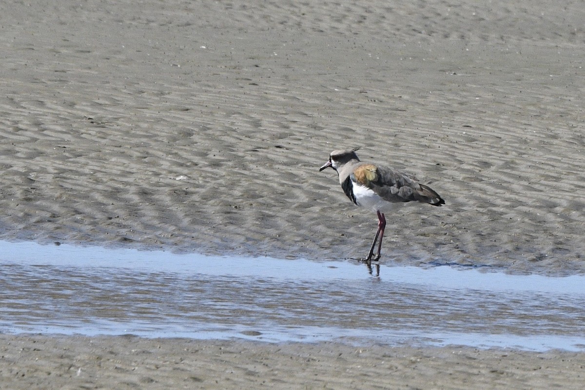 Southern Lapwing - ML647061072