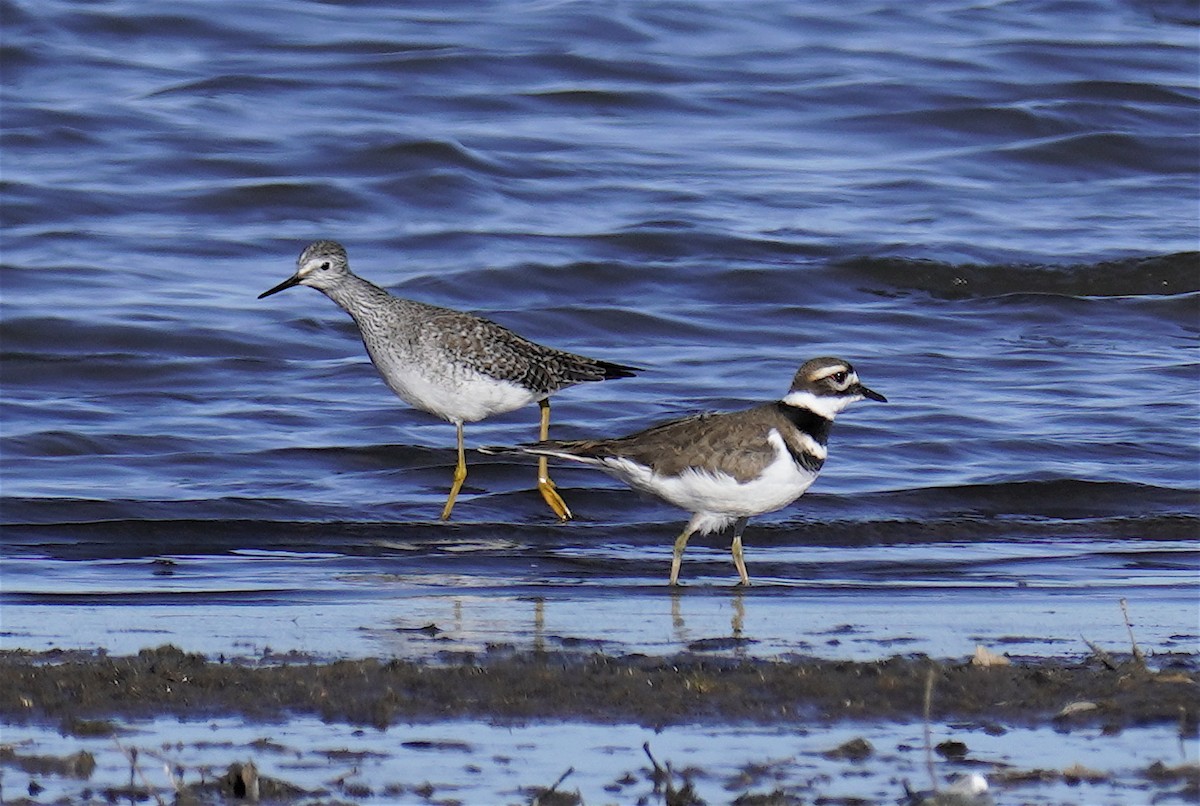 Lesser Yellowlegs - ML647061076