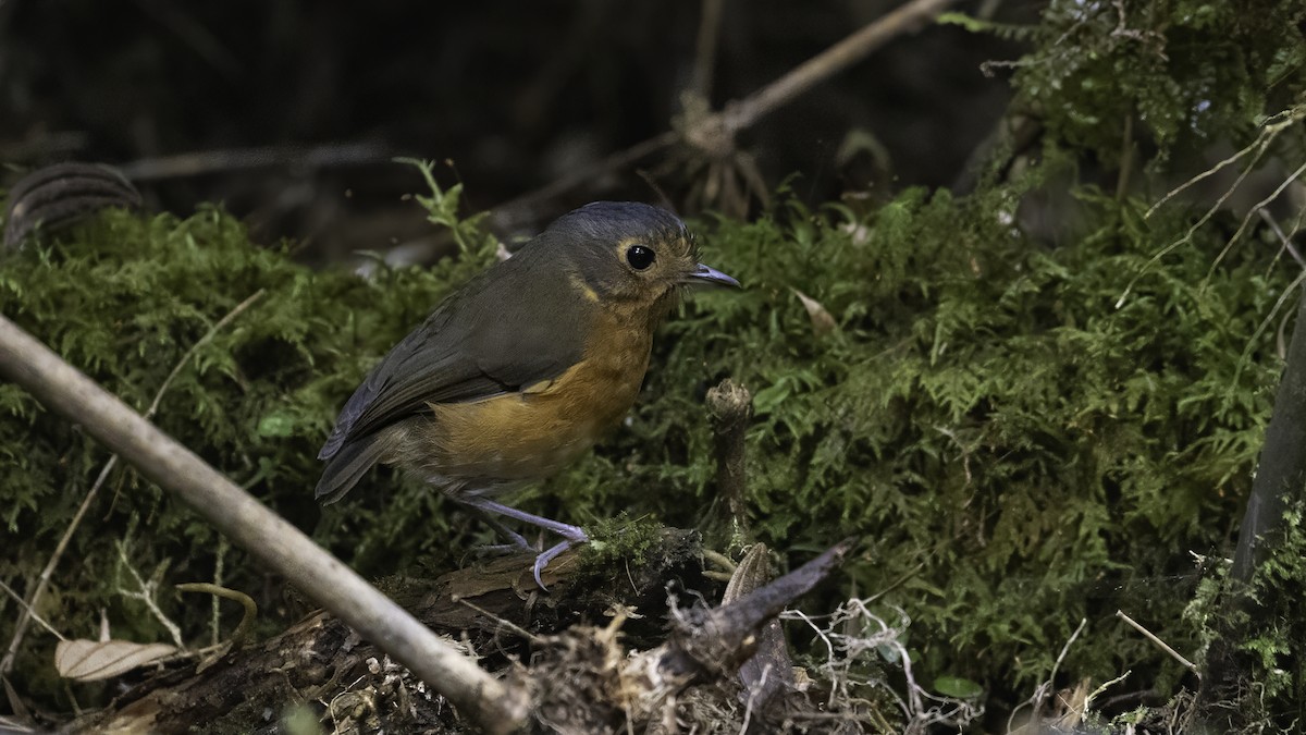 skiferkronemaurpitta (nana gr.) - ML647061079