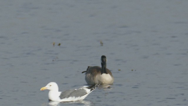 Branta kanadar handia - ML647061080