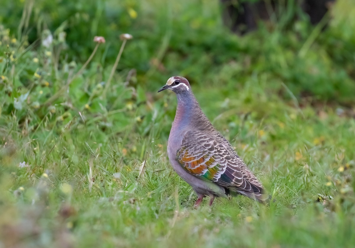 Common Bronzewing - ML647061089
