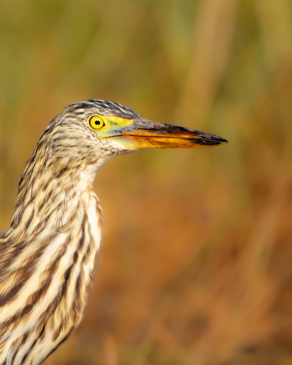 Indian Pond-Heron - ML647061092