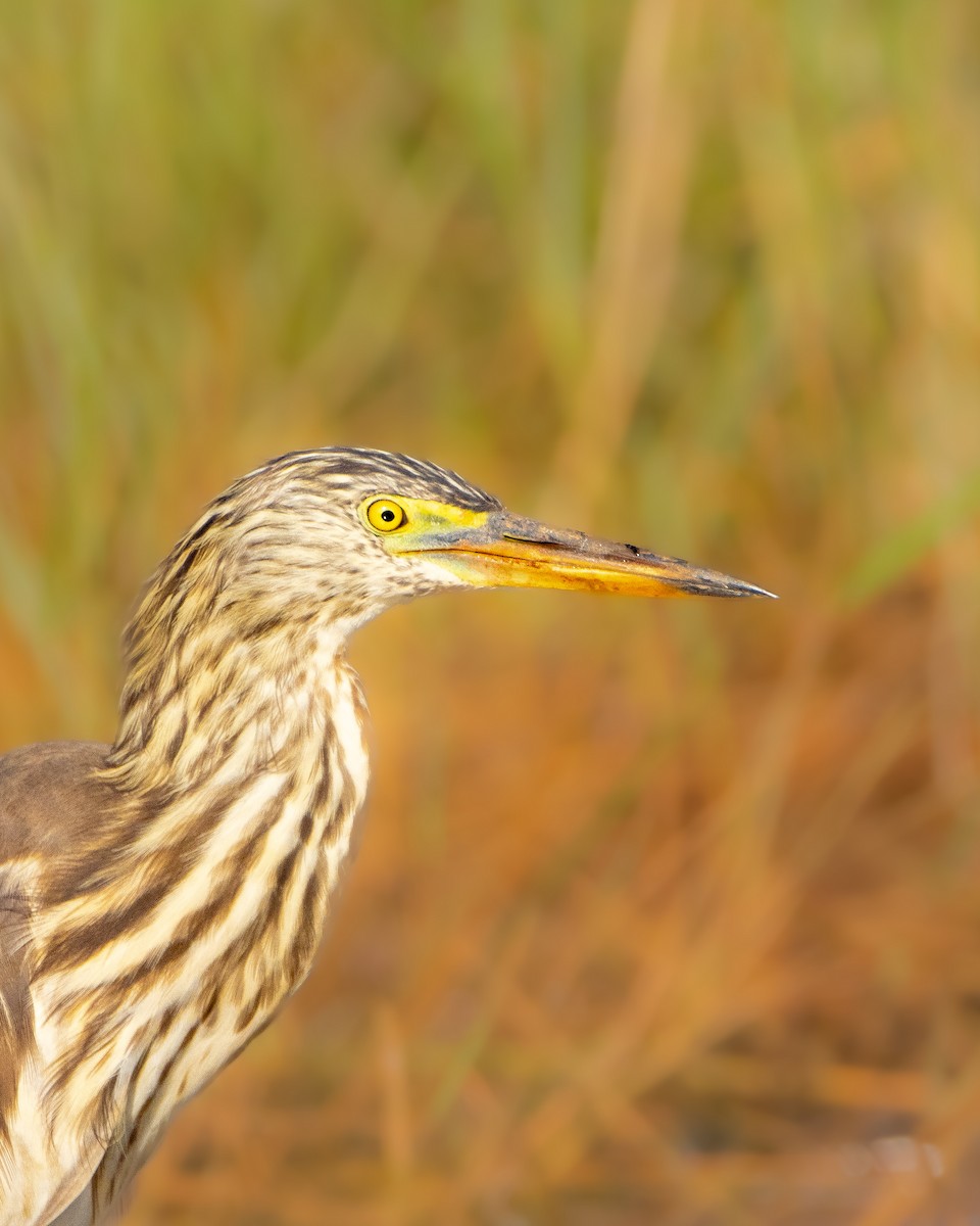 Indian Pond-Heron - ML647061093