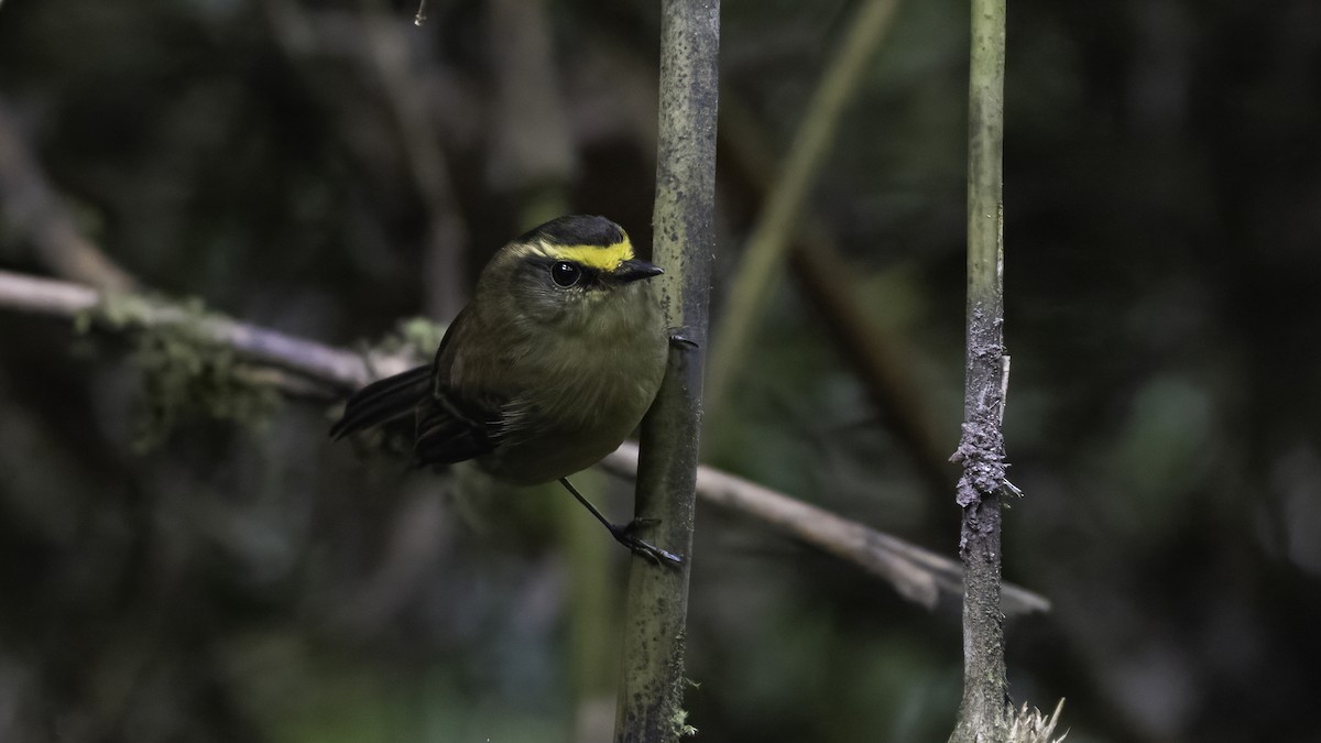 diademtyrann - ML647061095