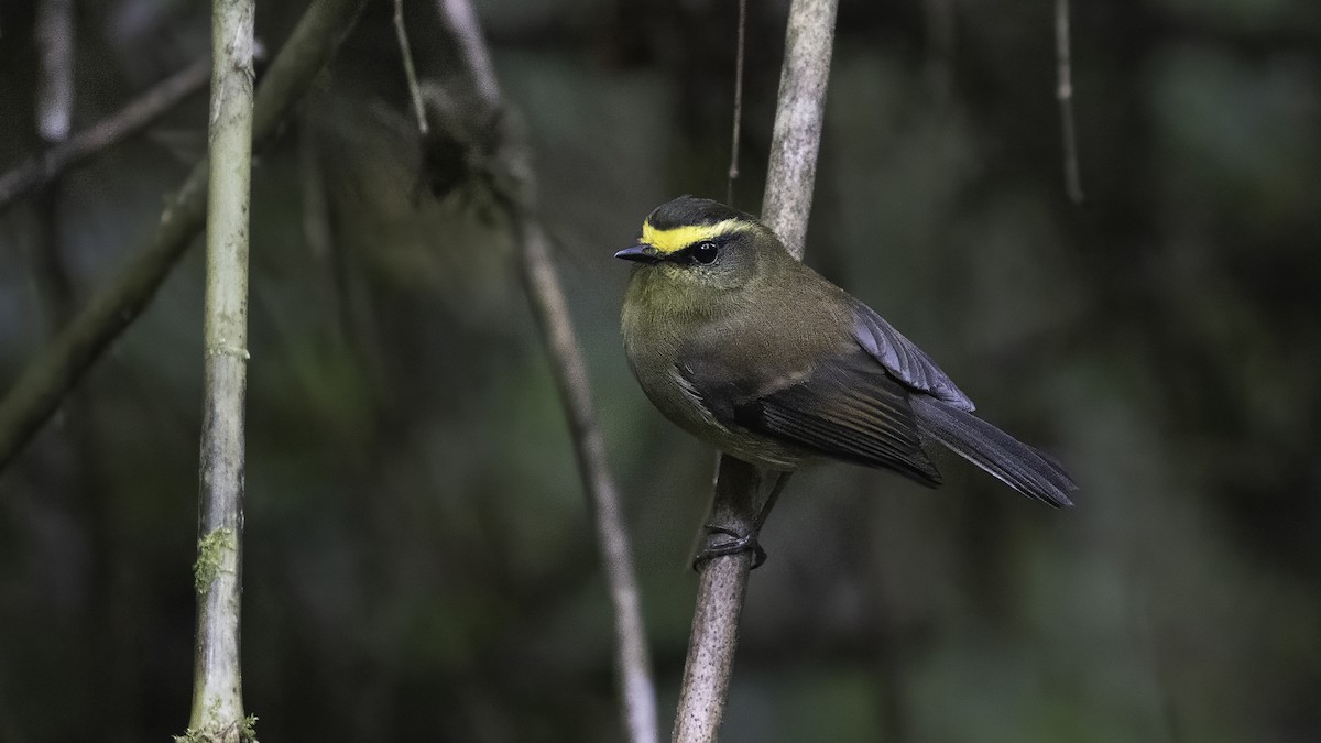 diademtyrann - ML647061096