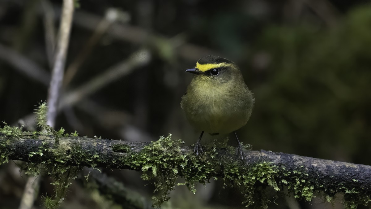 diademtyrann - ML647061097