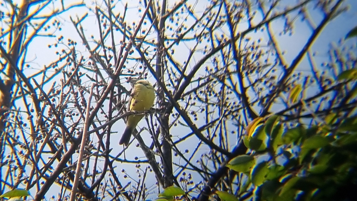 Tyran de l'Ouest - ML647061109