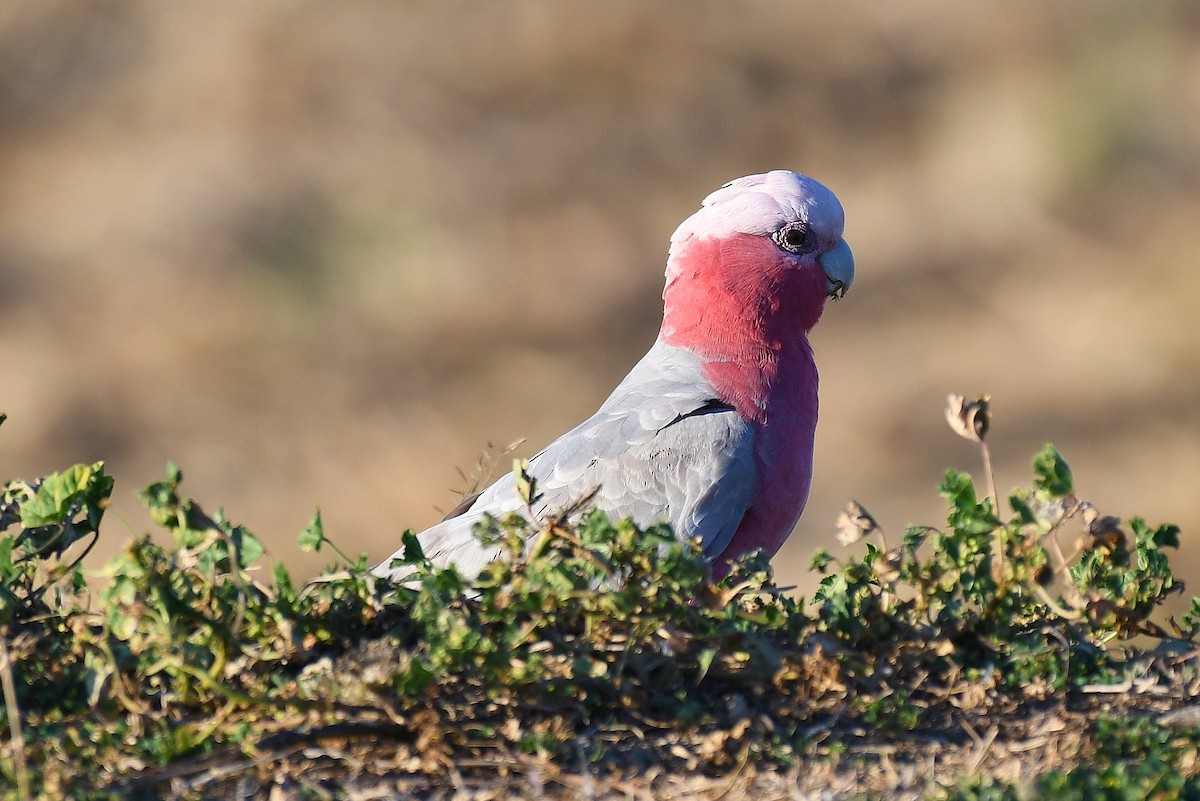 Galah - Terence Alexander