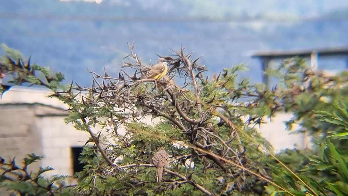 Tyran de l'Ouest - ML647061110