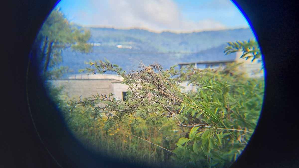 Tyran de l'Ouest - ML647061111