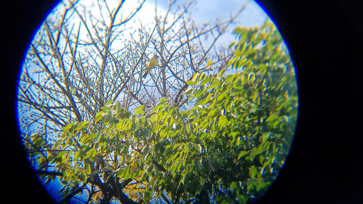 Tyran de l'Ouest - ML647061112