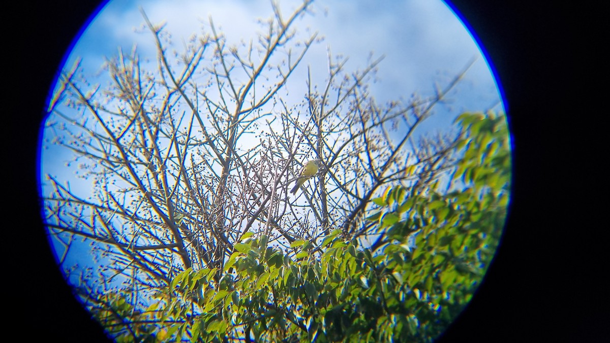 Tyran de l'Ouest - ML647061113