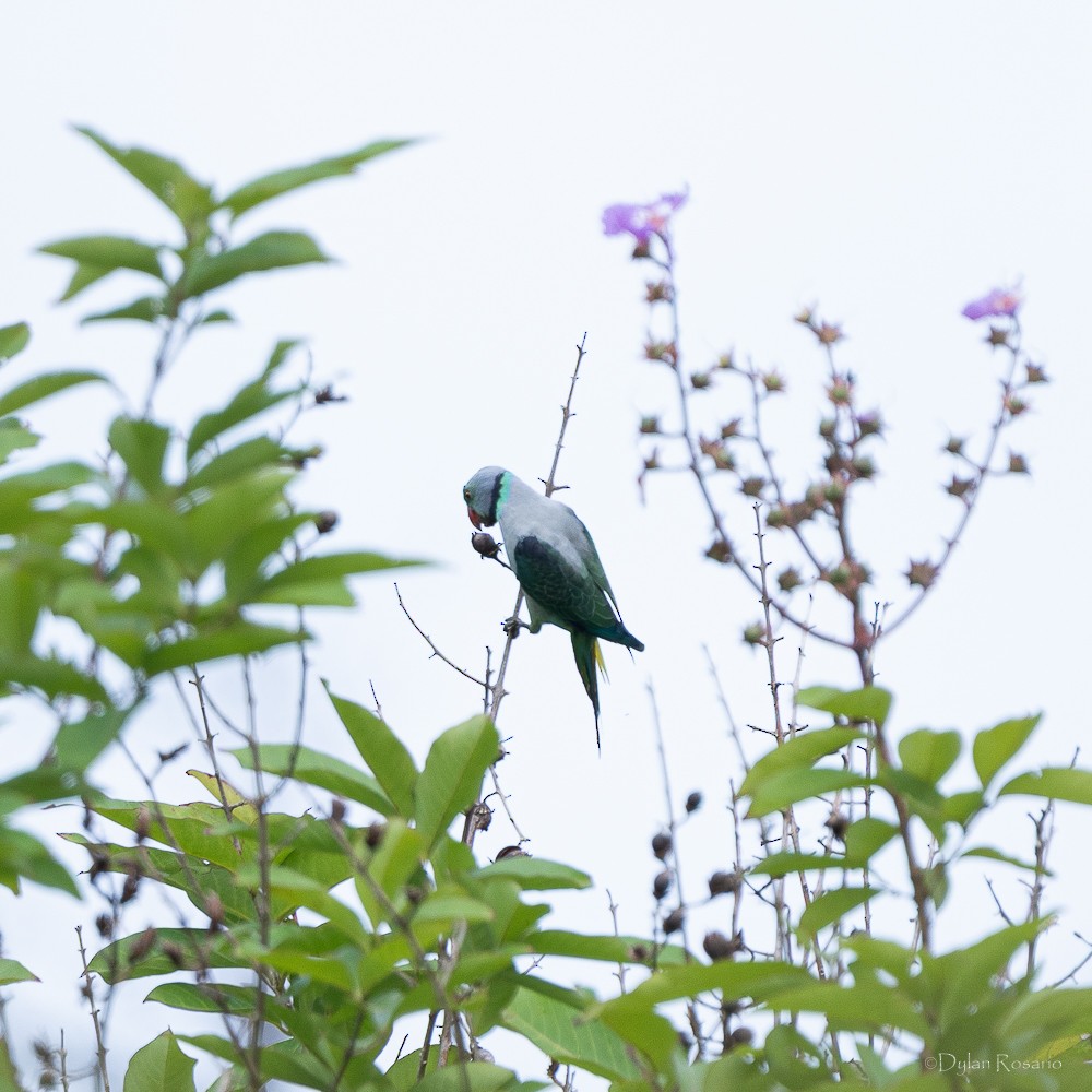 Malabar Parakeet - ML647061114