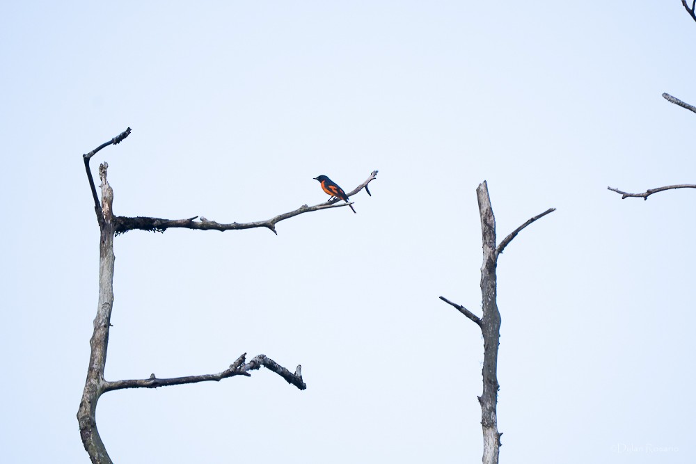 Orange Minivet - ML647061116
