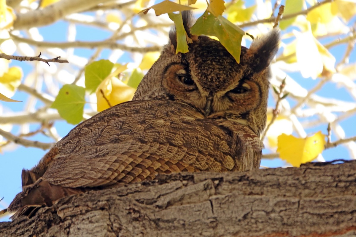 Пугач віргінський - ML647061118