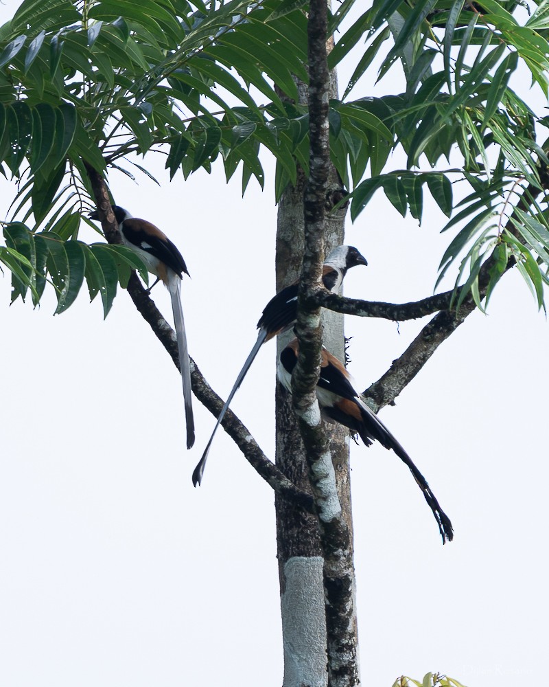 White-bellied Treepie - ML647061121