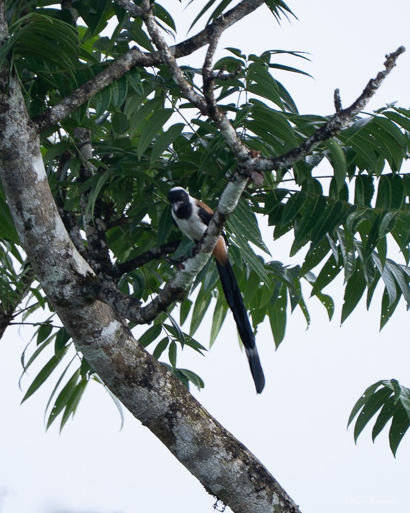 White-bellied Treepie - ML647061122