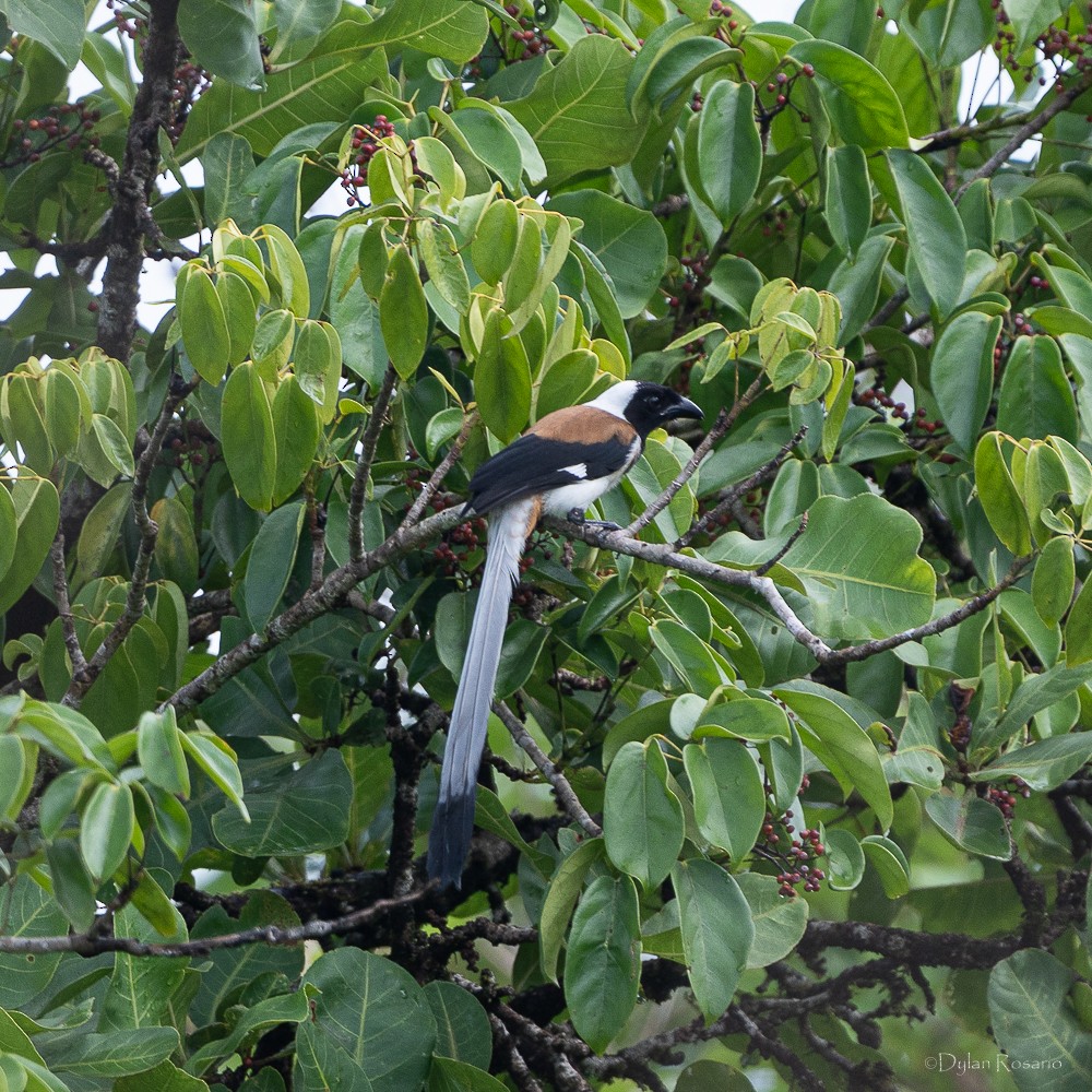 White-bellied Treepie - ML647061123