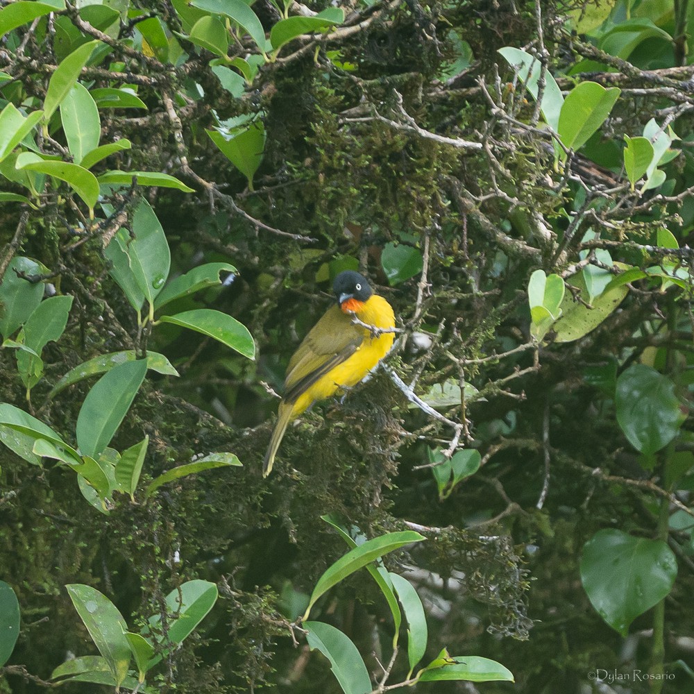Flame-throated Bulbul - ML647061124