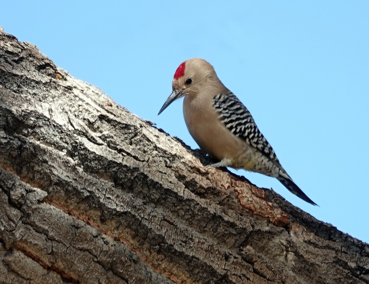Gila Woodpecker - ML647061125