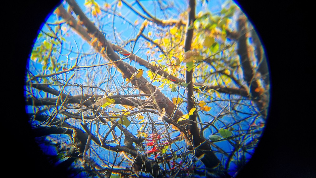 Baltimore Oriole - ML647061127