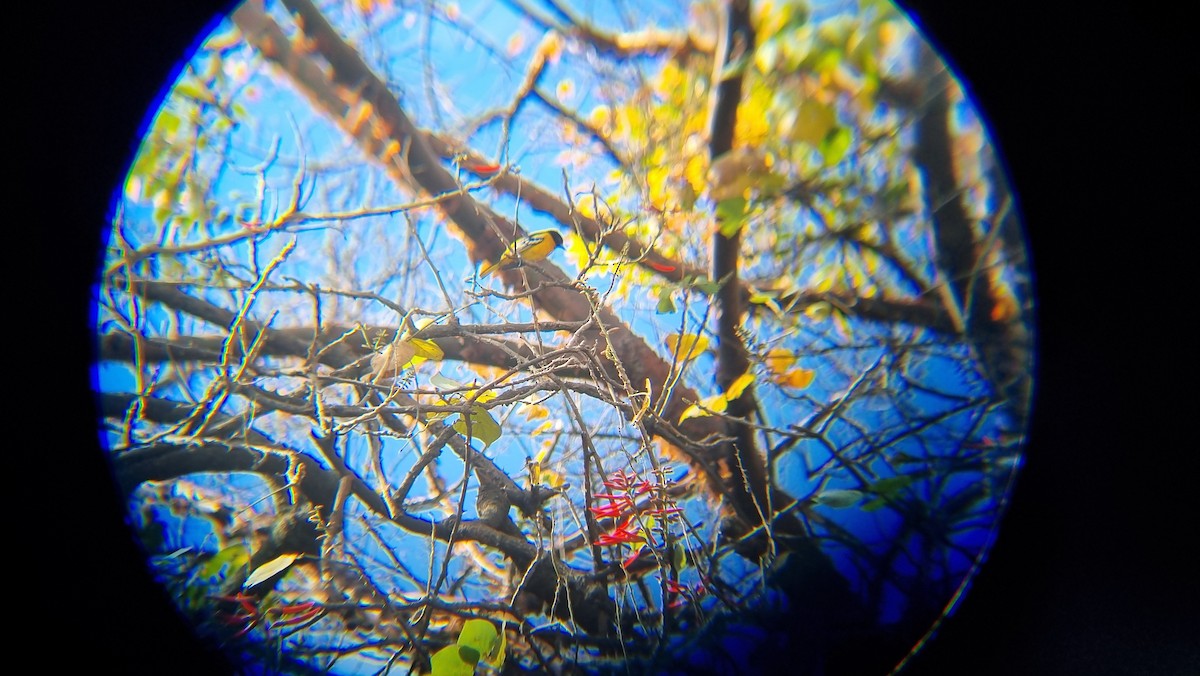 Baltimore Oriole - ML647061128