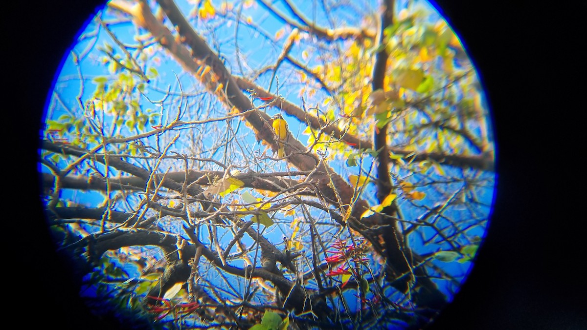 Baltimore Oriole - ML647061129