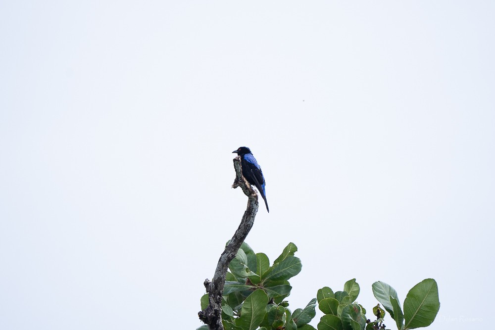 Asian Fairy-bluebird - ML647061130
