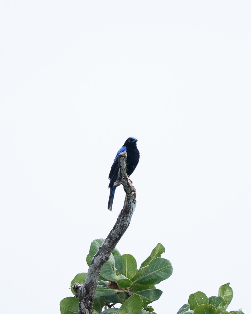 Asian Fairy-bluebird - ML647061131