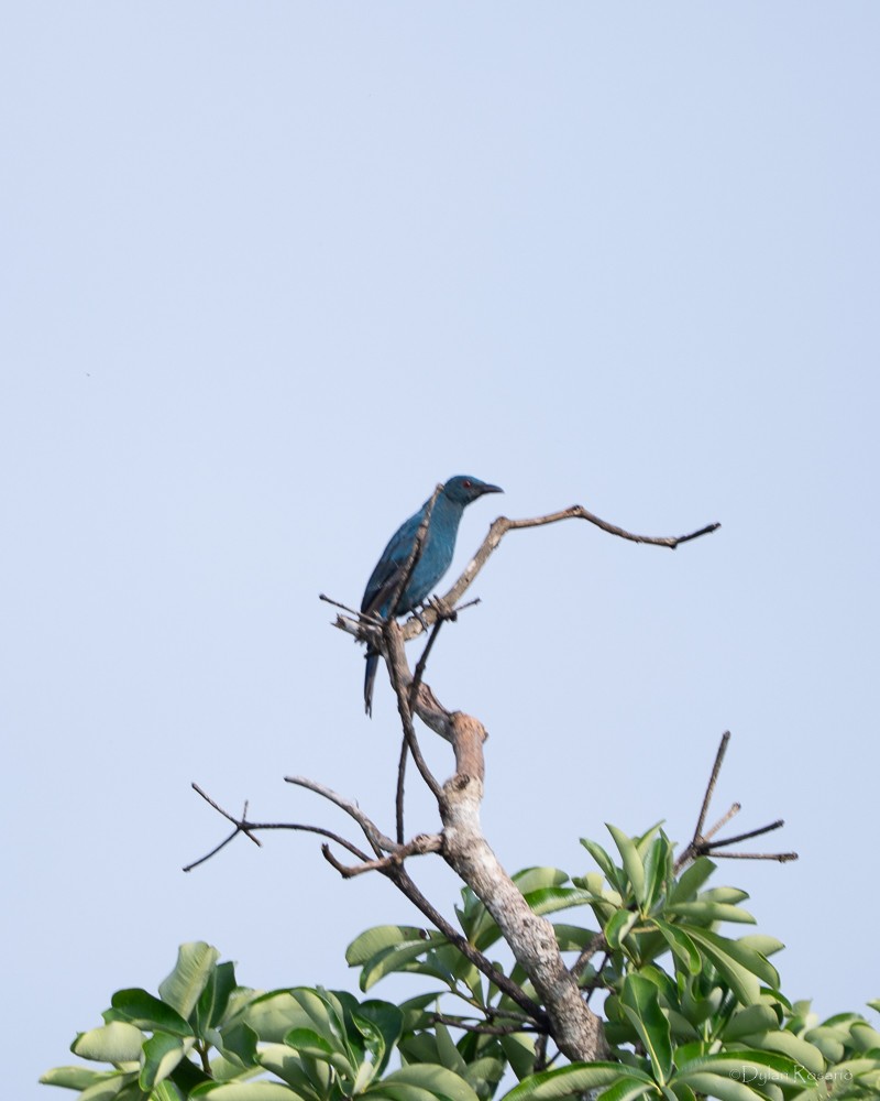 Asian Fairy-bluebird - ML647061132