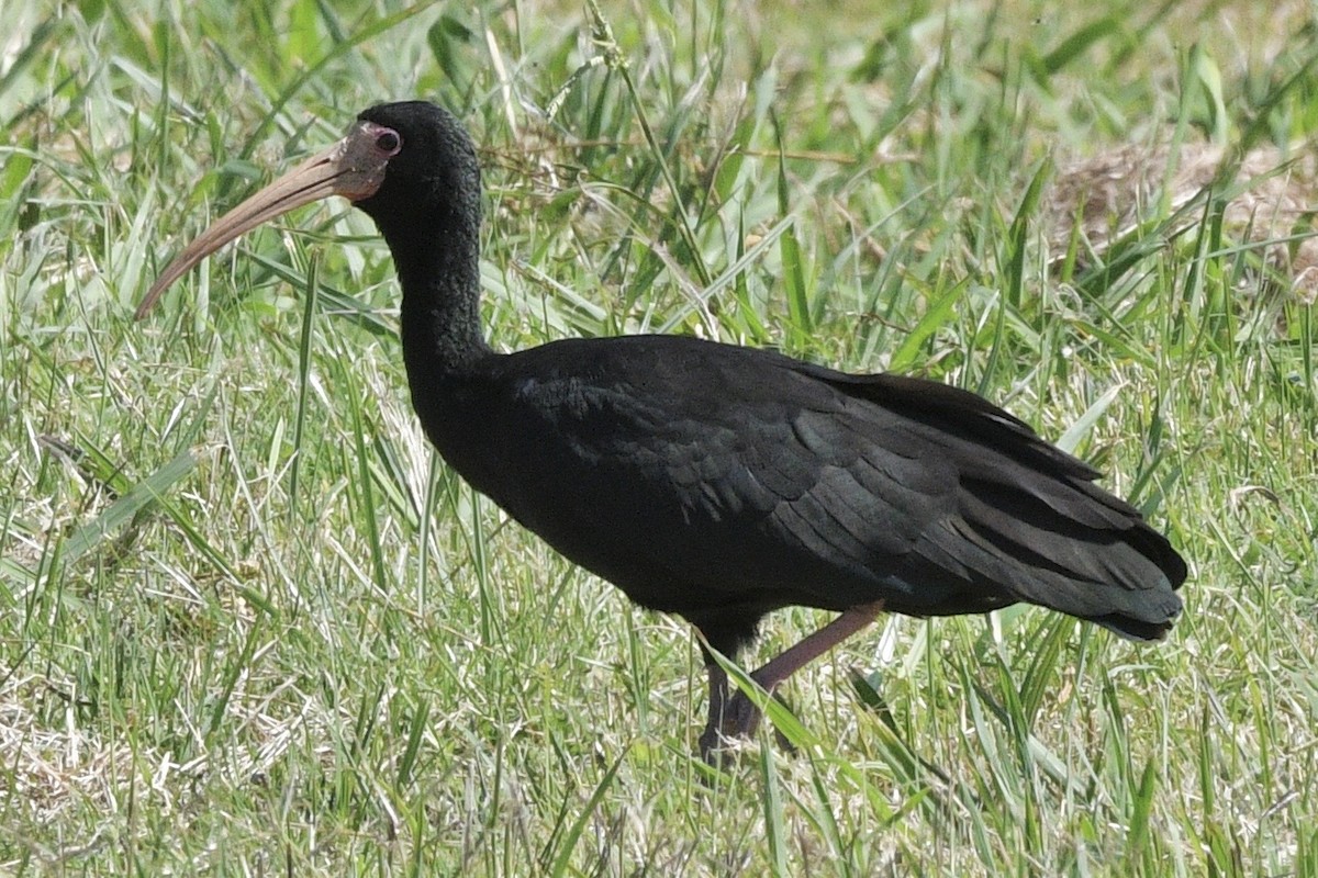 Bare-faced Ibis - ML647061135