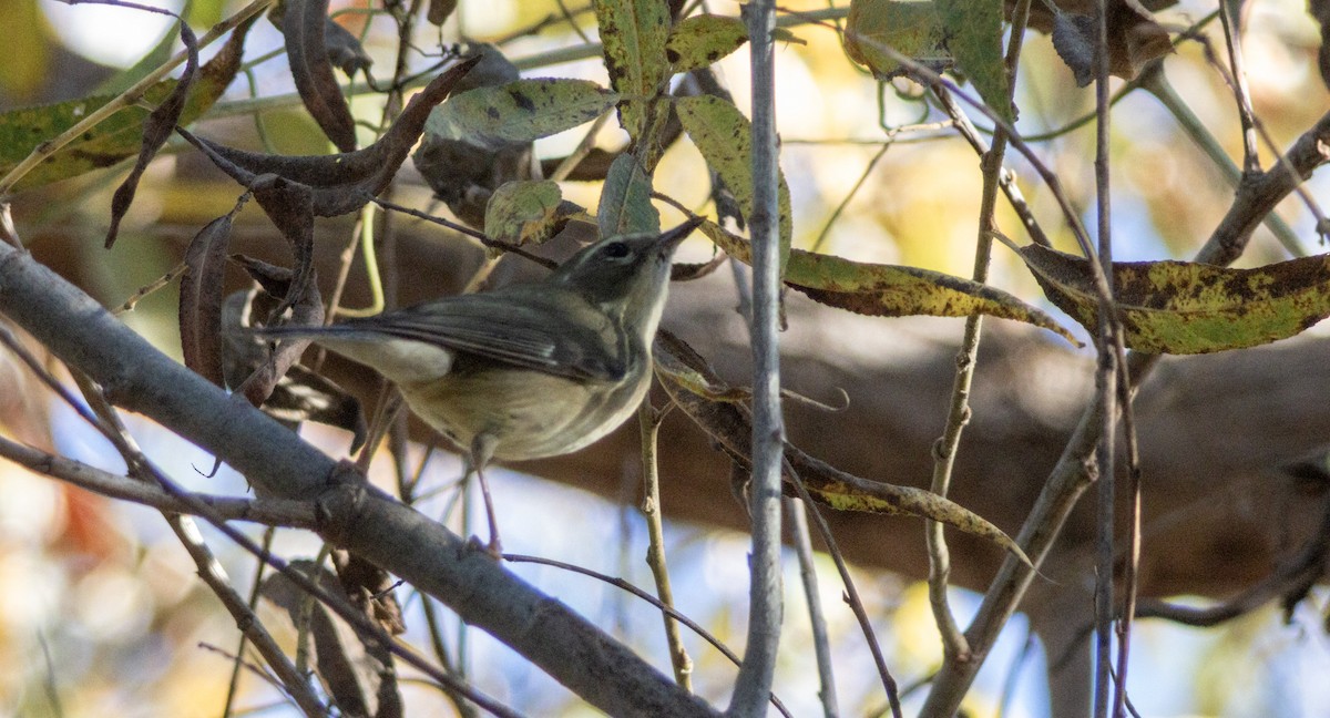 Black-throated Blue Warbler - ML647061141