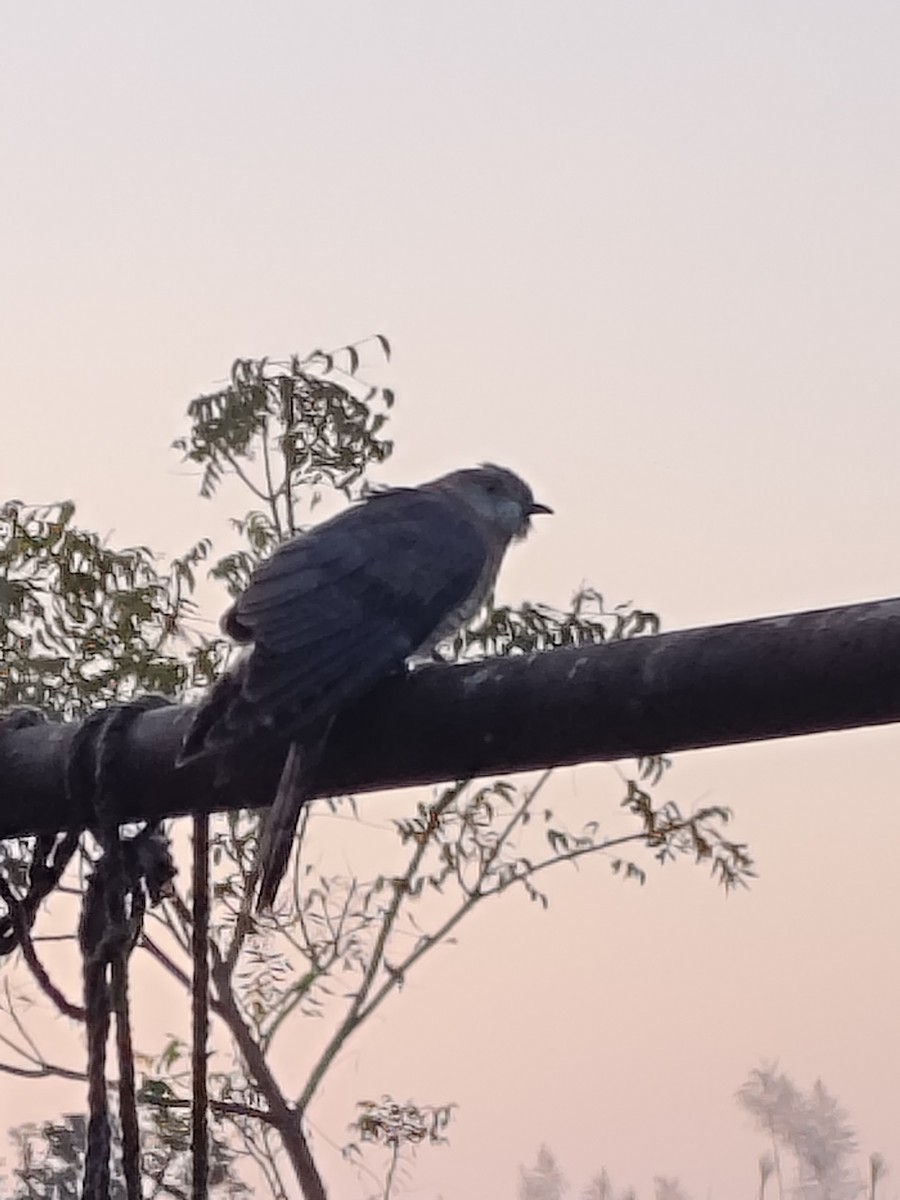 Common Hawk-Cuckoo - ML647061144