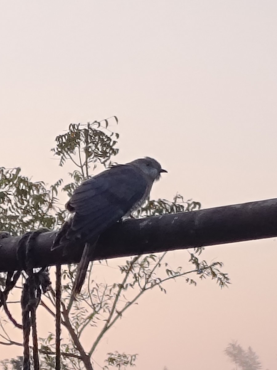 Common Hawk-Cuckoo - ML647061145