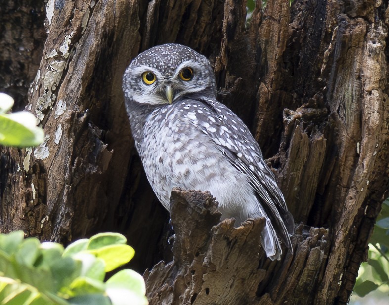 Spotted Owlet - ML647061147