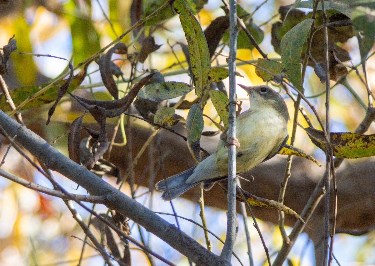 Black-throated Blue Warbler - ML647061149